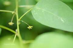 Leptopus cordifolius